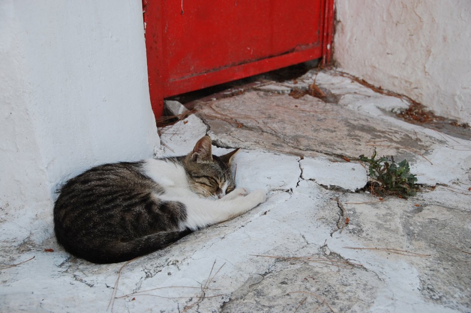 Les chats sauvages de Mykonos (3)