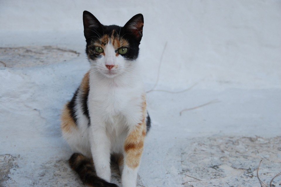 Les chats sauvages de Mykonos (5)