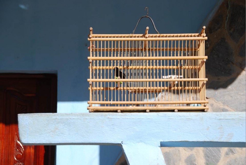 Les jolis oiseaux cubains en cage