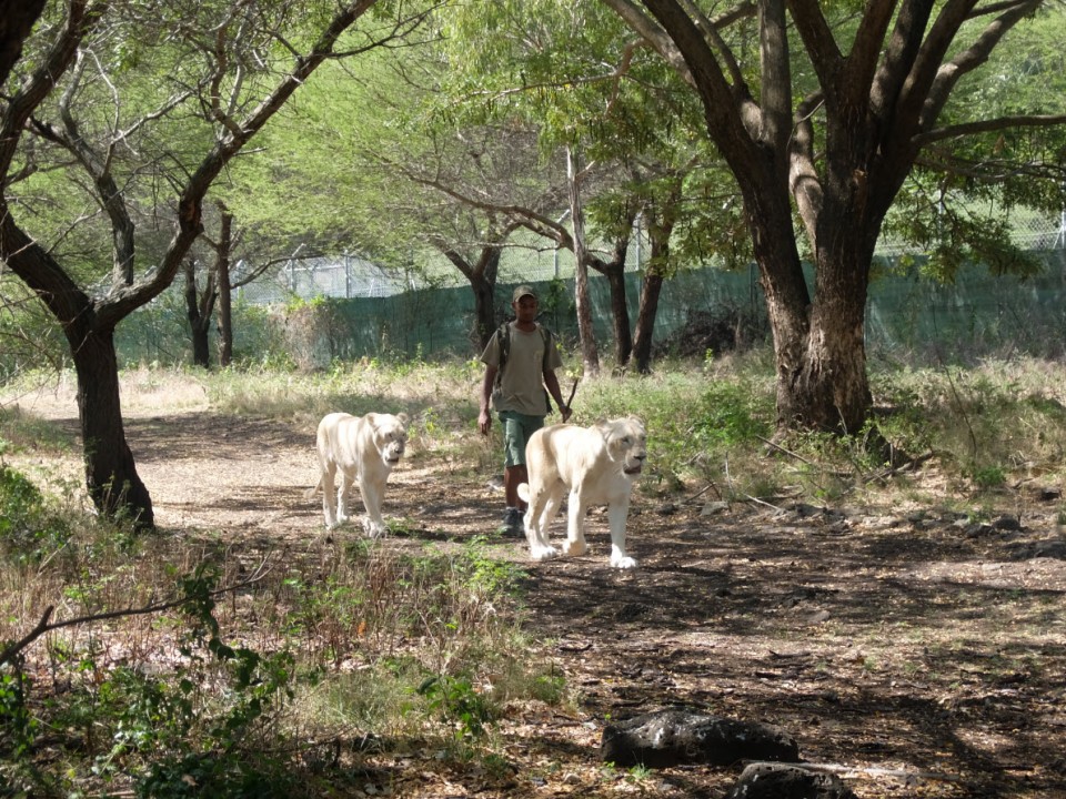 Marche avec les lions à Maurice au Casela Nature & Leisure Park