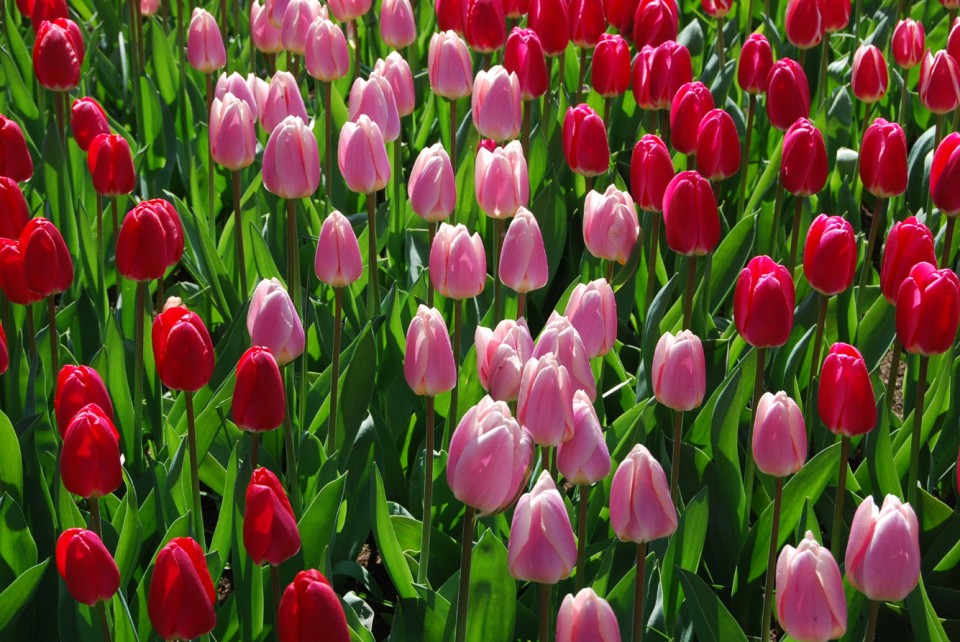 Amsterdam, ses tulipes et son parc Keukenhof