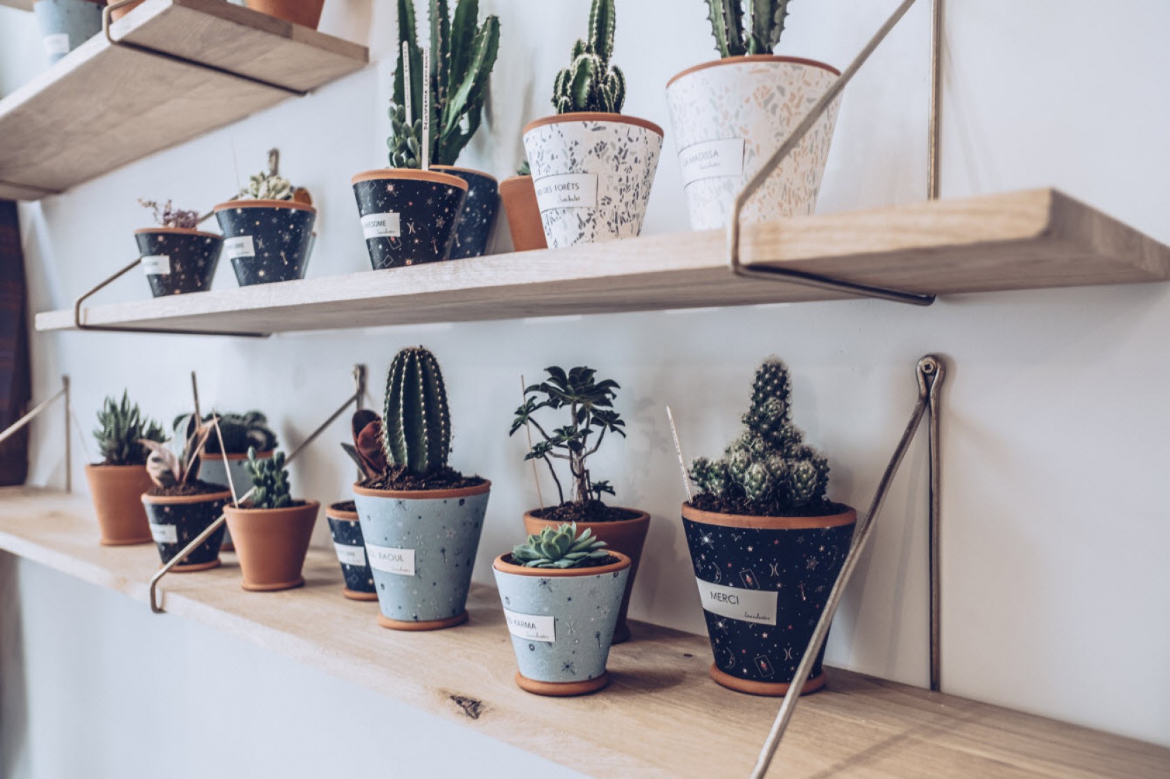 Succulentes Café Succulentes Café